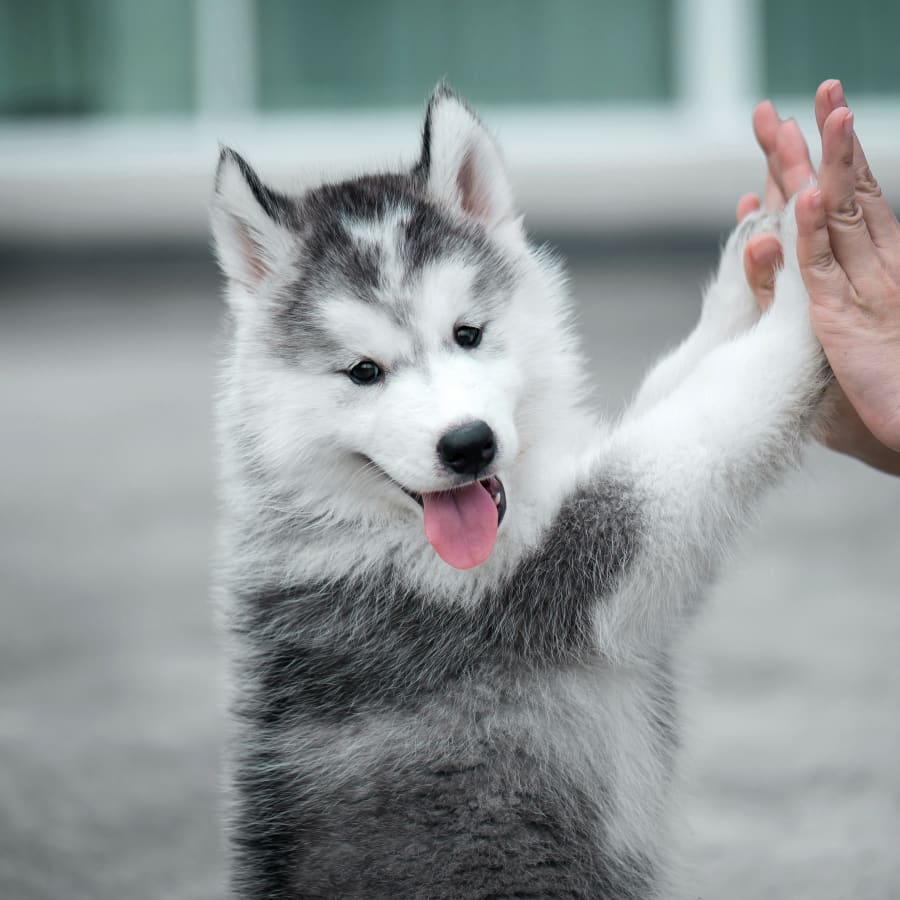 Cedar Mill Veterinary Hospital in Portland