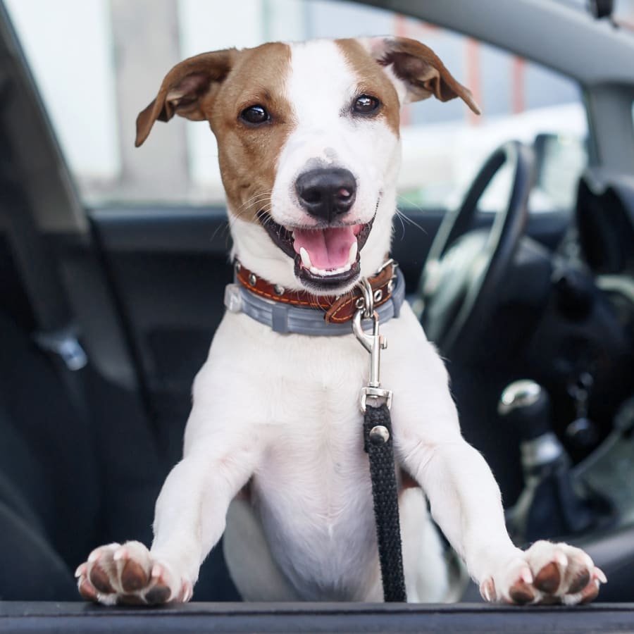 Veterinary Dentistry for Dogs in Portland