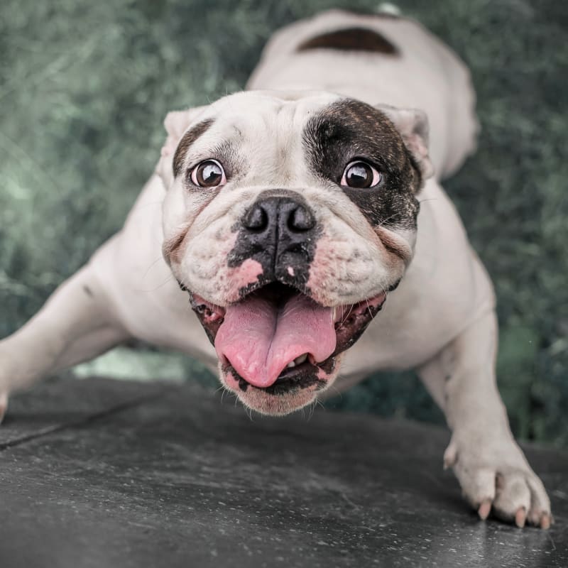 bulldog urgent care reviews