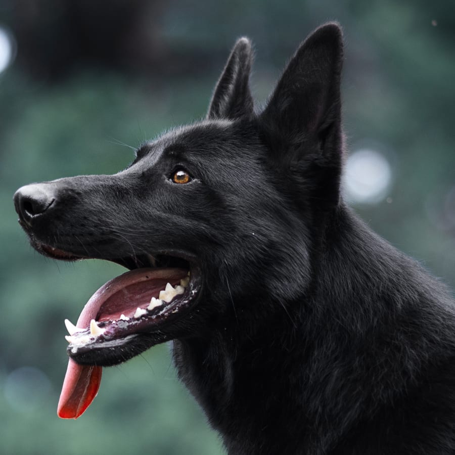 Dog Vaccinations in Portland
